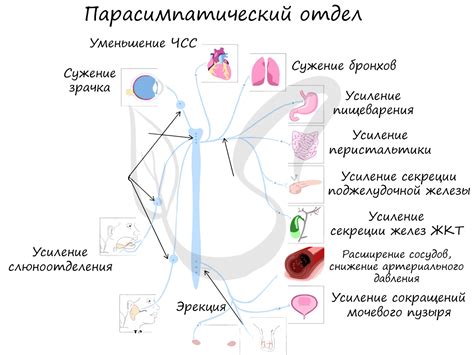 Влияние изменений в нервной системе на терморегуляцию
