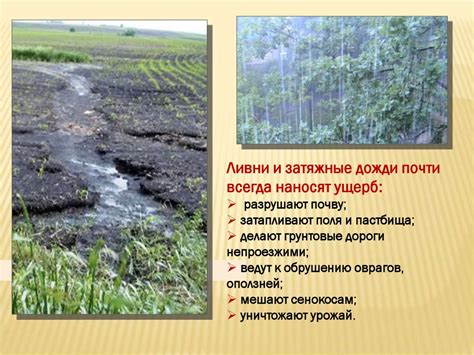 Влияние климатических изменений на миграции ласточек и причины задержки возвращения