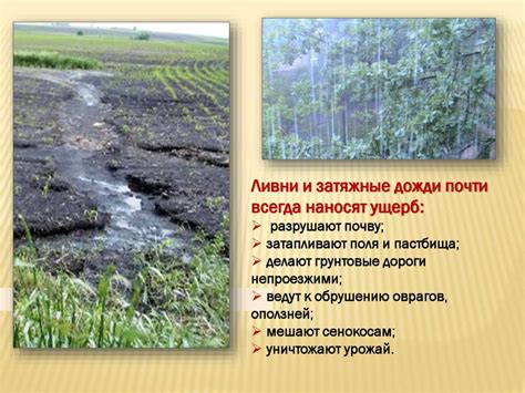 Влияние климатических условий на плодоношение лещины