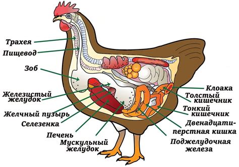 Влияние красного перца на организм кур