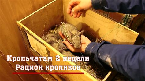 Влияние кукурузных початков на рацион кроликов