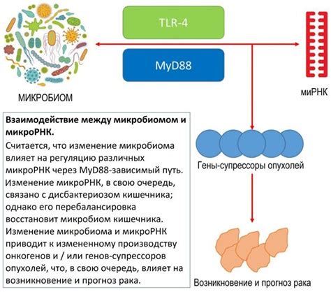 Влияние микрорНК на экспрессию молекул