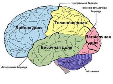 Влияние мозга на ощущение щекотки