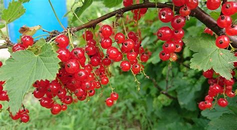 Влияние подстрижки кустов смородины осенью на урожай