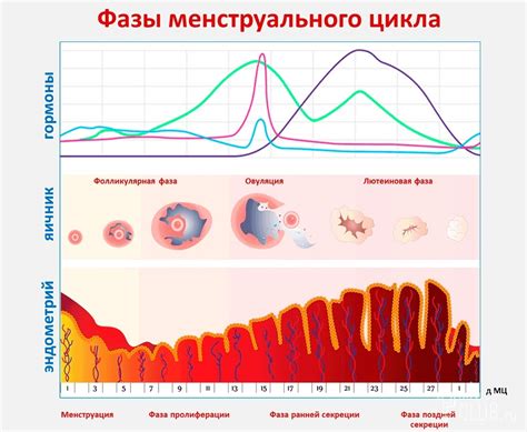 Влияние похудения на менструальный цикл организма