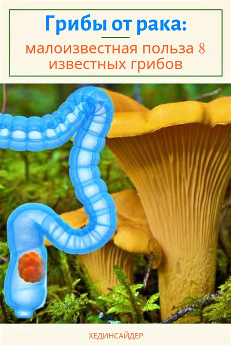 Влияние червей в грибах на здоровье