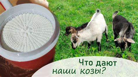 Возможность использования молока от коз, получавших антибиотики