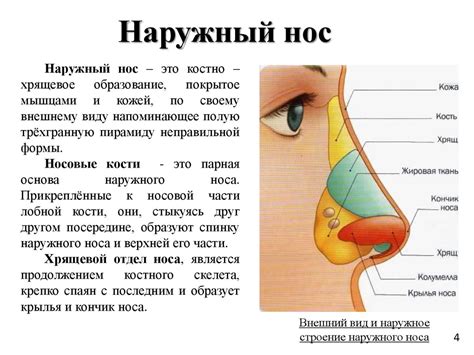 Возрастные изменения в структуре носа