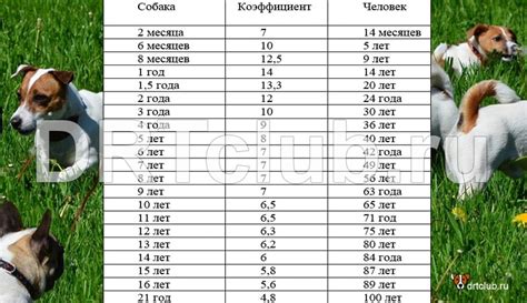 Возраст для первой прогулки щенка