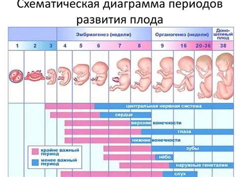 Возраст матери и его влияние на развитие плода