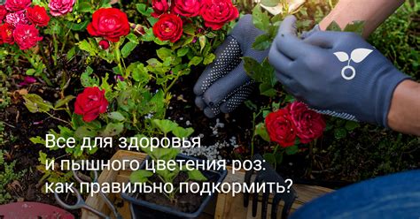 Восстановление здоровья роз