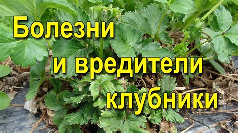 Вредители и болезни: как бороться с тем, что мешает многолетнику