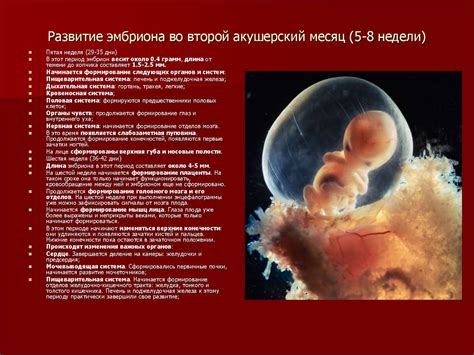 Второй месяц: образование основных органов