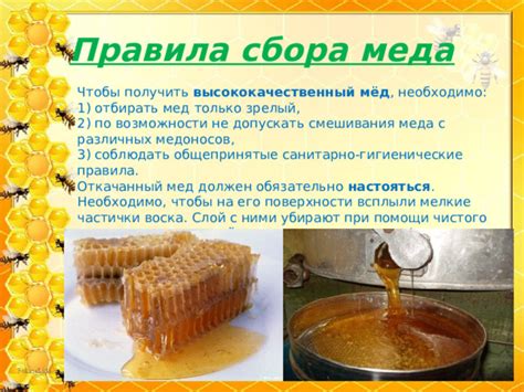 Выбор места для сбора меда: какое место лучше всего подходит