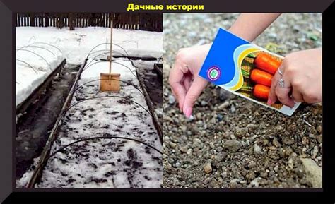 Выбор периода для посадки моркови в зиму в Ленинградской области