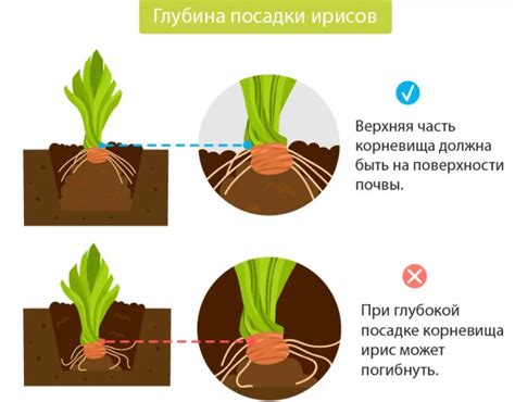 Выбор подходящего места для пересадки