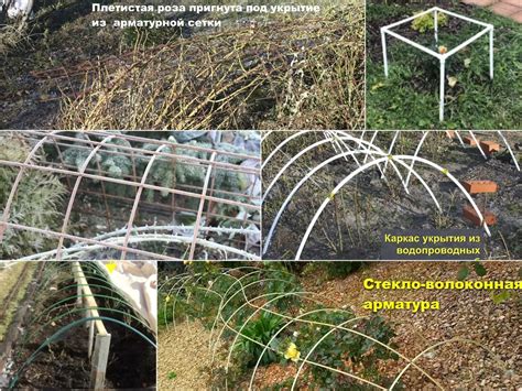 Выбор подходящего мха для укрытия роз
