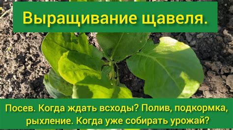 Выбор правильного места для сбора щавеля