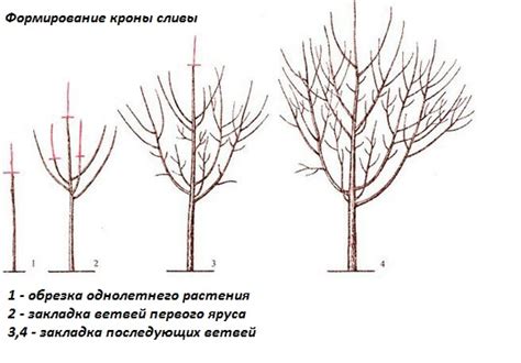 Выбор саженца и способ посадки