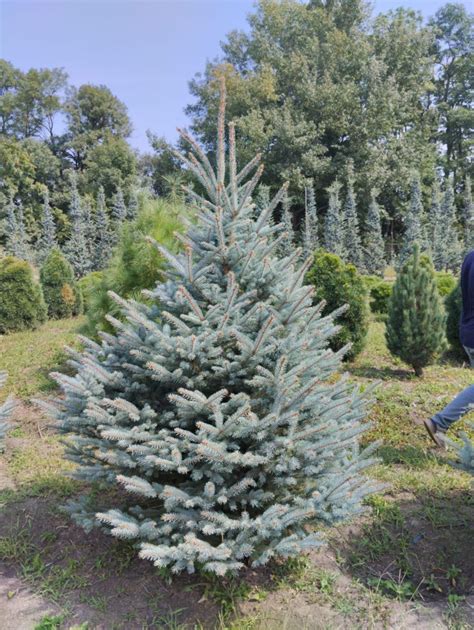 Выбор саженцев голубых елей и правильная посадка