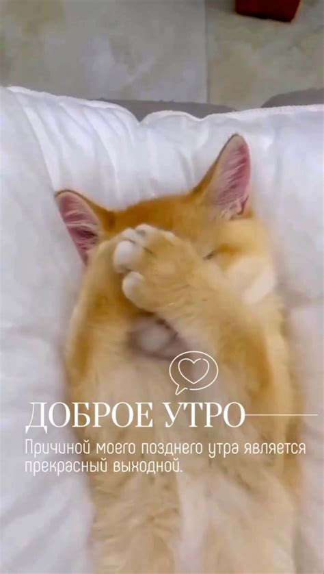 Выходные дни: утро или вечер