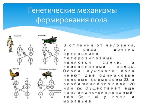 Генетические аспекты: наследование пола