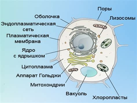 Гидратация организма и обновление клеток