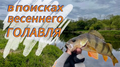 Голавль: сезоны и ловля