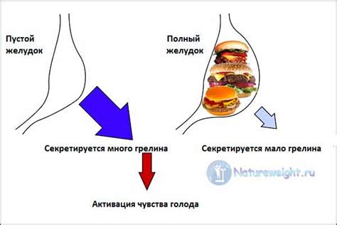Гормон голода и его влияние на сжигание жира