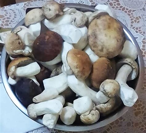 Готовим грибы для сушки