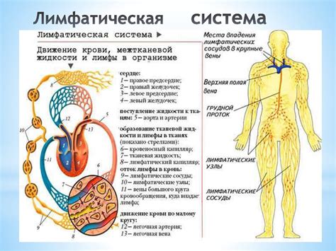 Дополнительные советы по уходу и профилактике лимфатической системы