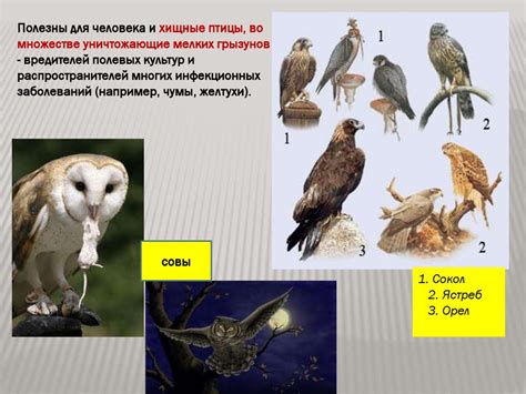 ЗНАЧЕНИЕ ОБРЯДА КУПАНИЯ ПТИЦ