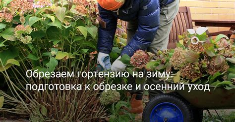 Завершающие рекомендации по обрезке спиреи на зиму