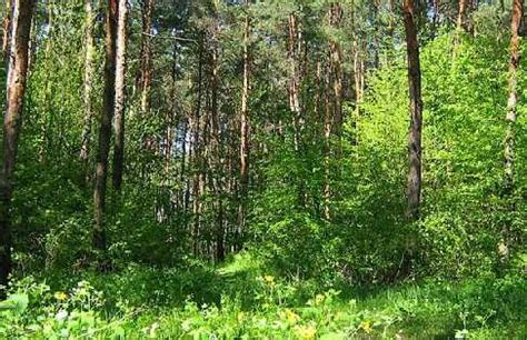 Земельный покров в лесу