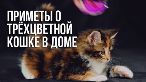 Значение приметы о кошке, спящей в ногах