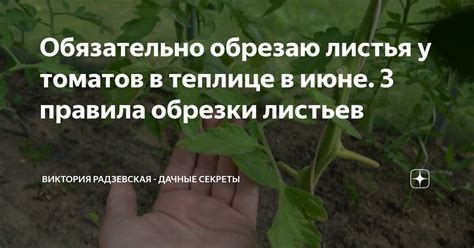 Золотые правила обрезки листьев у томатов