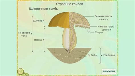 Изменение структуры грибов