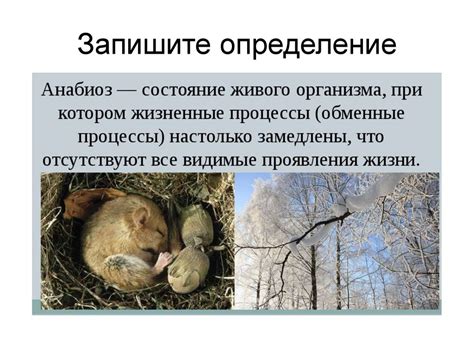 Изменения в поведении животных при теплой погоде зимой