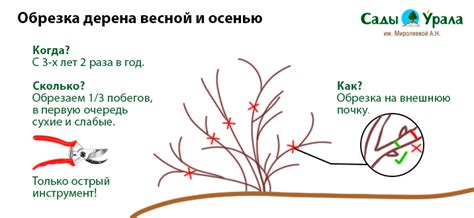 Инструменты для обрезки дерена пестролистного