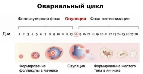Информационная статья: Зачатие после овуляции
