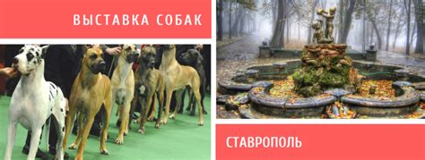 Информация о выставке собак в Ставрополе