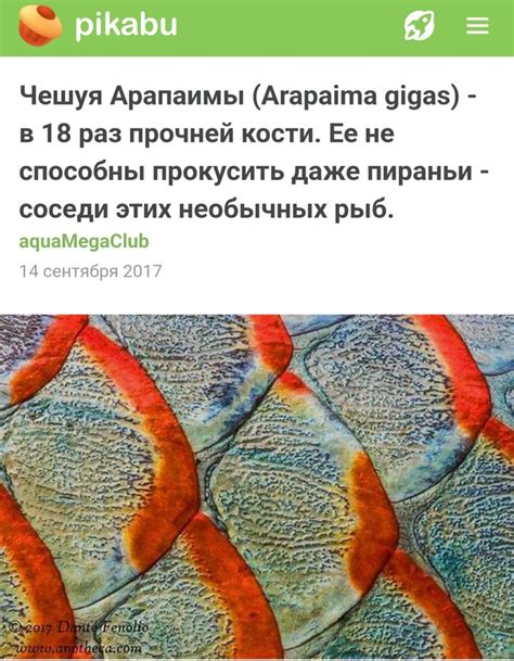 Исследования о существовании пираньи