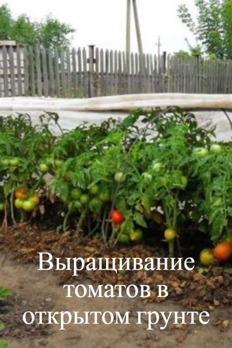 Какая почва подходит для выращивания рассады помидор в теплице