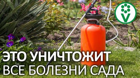 Какую погоду выбрать для сбора корней