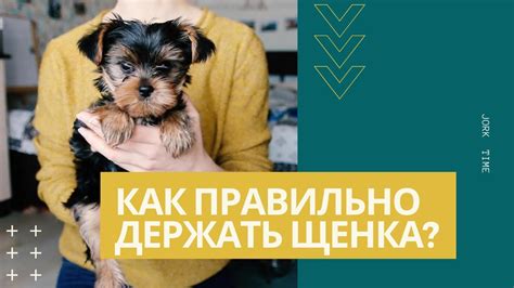 Как безопасно выпускать щенка на прогулку