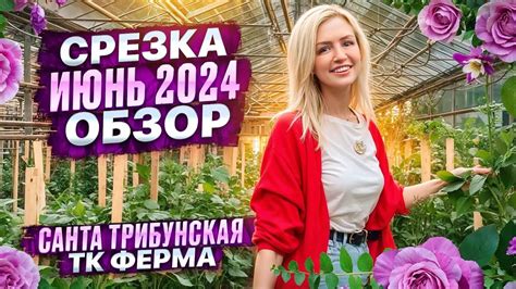 Как влияют условия окружающей среды на срезку цветов