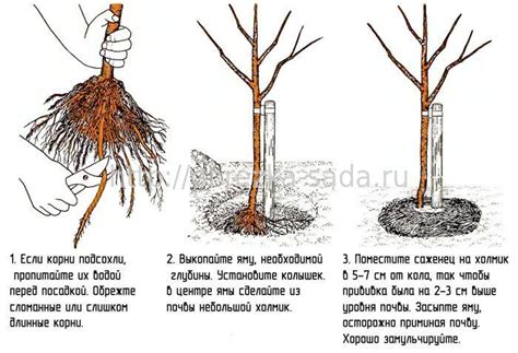 Как выбрать идеальное место для посадки груши в Ярославле