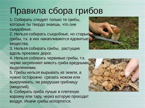 Как выбрать правильное время для сбора грибов в Архызе
