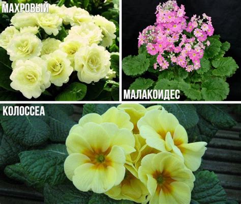 Как и когда выращивать примулу из семян