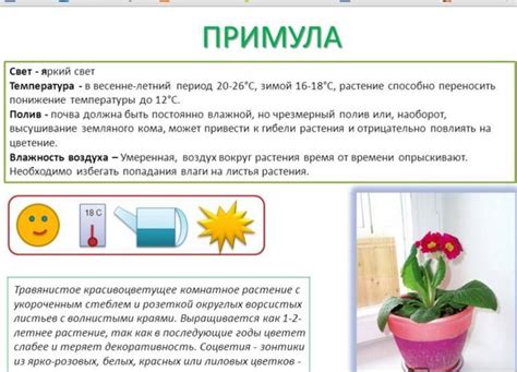 Как осуществлять посев и уход за примулой